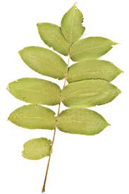 Attēlu rezultāti vaicājumam “Juglans cinerea leaf”