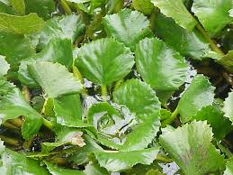 Attēlu rezultāti vaicājumam “Trapaceae”