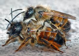 Attēlu rezultāti vaicājumam “Osmia bicolor”