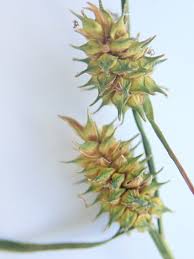 Attēlu rezultāti vaicājumam “Carex lepidocarpa”