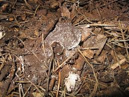 Attēlu rezultāti vaicājumam “Fuligo gyrosa spores”