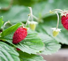 Attēlu rezultāti vaicājumam “Fragaria x ananassa fruit”