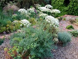 Attēlu rezultāti vaicājumam “Laserpitium latifolium bud”