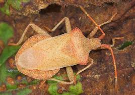 Attēlu rezultāti vaicājumam “Coreus marginatus imago”
