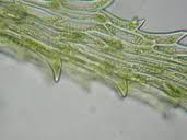 Attēlu rezultāti vaicājumam “Ephemerum serratum”