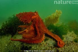 Image result for Enteroctopus dofleini