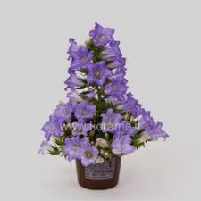 Image result for Campanula formanekiana