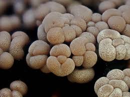 Attēlu rezultāti vaicājumam “Badhamia sp.”