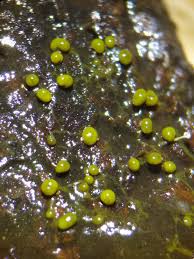 Attēlu rezultāti vaicājumam “Physarum viride var. incanum stalked”