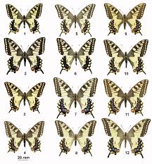 Attēlu rezultāti vaicājumam “Papilio machaon underside”