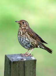 Attēlu rezultāti vaicājumam “Turdus philomelos”