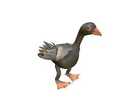 Attēlu rezultāti vaicājumam “Anser anser”