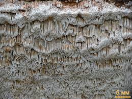 Attēlu rezultāti vaicājumam “Antrodia sinuosa”