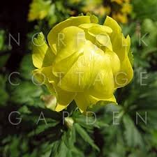 Attēlu rezultāti vaicājumam “Trollius europaeus flower”