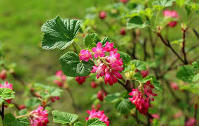 Attēlu rezultāti vaicājumam “Ribes rubrum flower”