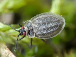 Attēlu rezultāti vaicājumam “Acalypta carinata”