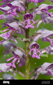 Attēlu rezultāti vaicājumam “Orchis militaris flower”