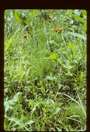 Attēlu rezultāti vaicājumam “Pilosella aurantiaca flower”