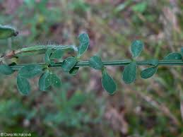 Attēlu rezultāti vaicājumam “Cytisus scoparius leaf”