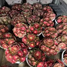 Attēlu rezultāti vaicājumam “Jovibarba globifera fruit”