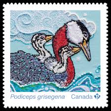 Image result for Podiceps grisegena