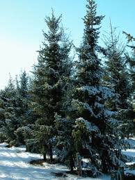 Attēlu rezultāti vaicājumam “Picea”