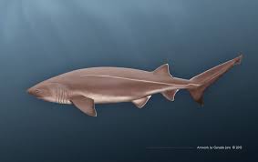 Image result for Hexanchus griseus