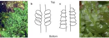 Attēlu rezultāti vaicājumam “Neckera complanata sporophyte”