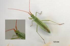 Attēlu rezultāti vaicājumam “Grypocoris sexguttatus imago”