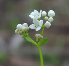 Attēlu rezultāti vaicājumam “Galium elongatum flower”