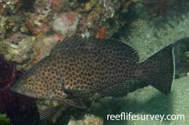Image result for Epinephelus morio