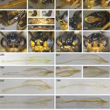 Attēlu rezultāti vaicājumam “Euura brevicornis”