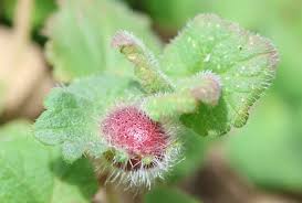 Attēlu rezultāti vaicājumam “Liposthenes glechomae”