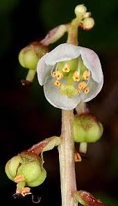Attēlu rezultāti vaicājumam “Pyrola minor flower”