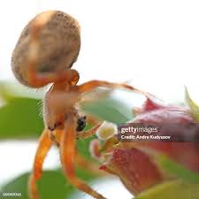 Attēlu rezultāti vaicājumam “Araneus diadematus eggs”