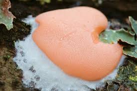 Attēlu rezultāti vaicājumam “Dictydiaethalium plumbeum macro”