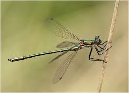 Attēlu rezultāti vaicājumam “Lestes dryas male”