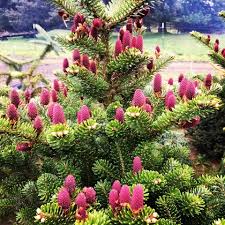 Attēlu rezultāti vaicājumam “Abies koreana”