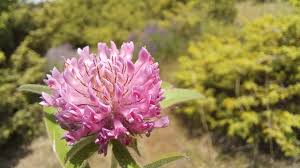 Attēlu rezultāti vaicājumam “Trifolium alpestre flower”
