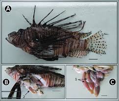 Image result for Pterois miles