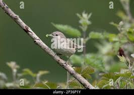 Attēlu rezultāti vaicājumam “Sylvia borin adult”
