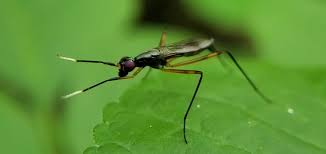 Attēlu rezultāti vaicājumam “Micropezidae”