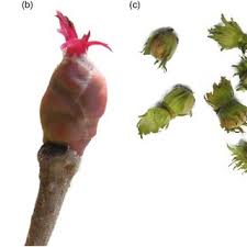 Attēlu rezultāti vaicājumam “Corylus avellana bud”