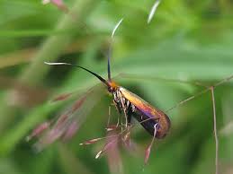 Attēlu rezultāti vaicājumam “Nemophora metallica”