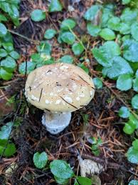 Attēlu rezultāti vaicājumam “Amanita pantherina”