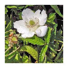 Attēlu rezultāti vaicājumam “Rubus illecebrosus fruit”