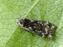 Attēlu rezultāti vaicājumam “Anacampsis blatariella”