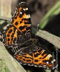 Attēlu rezultāti vaicājumam “Araschnia levana upperside”