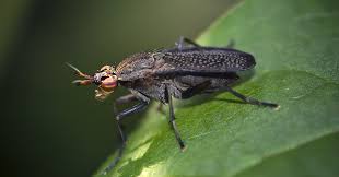 Attēlu rezultāti vaicājumam “Coremacera marginata”