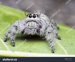 Attēlu rezultāti vaicājumam “Salticus scenicus”